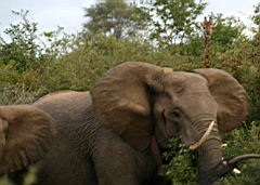 elephants gomo gomo IMG_4947 giraffe.jpg